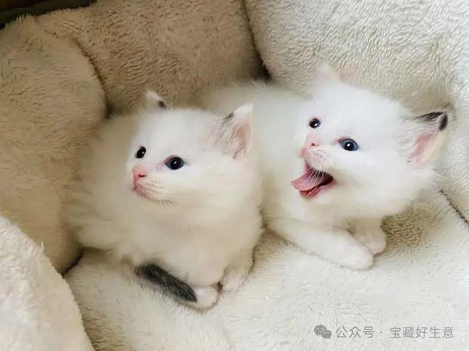 费品从业者的五年创业思考AG真人深度 一个新消(图4)