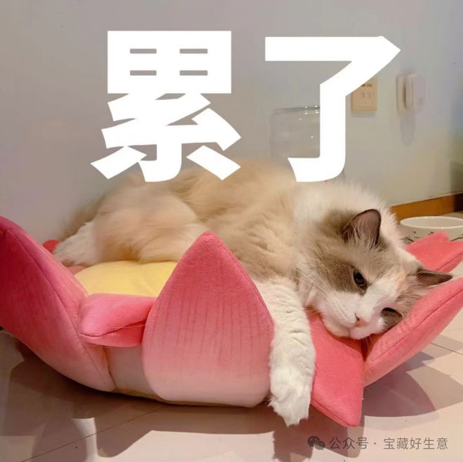 费品从业者的五年创业思考AG真人深度 一个新消(图12)